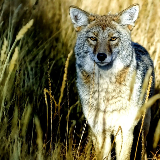 Hd-150042-ascw150042