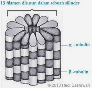 struktur mikrotubulus