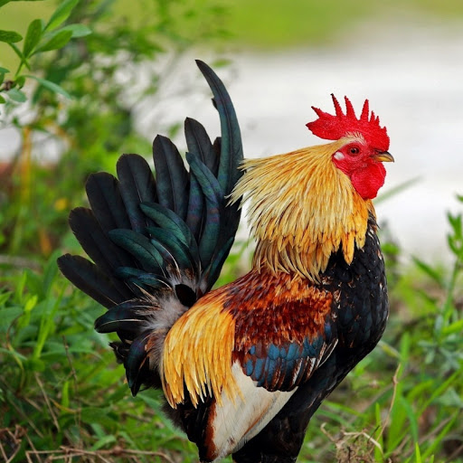 Hd-180451-ascw180451