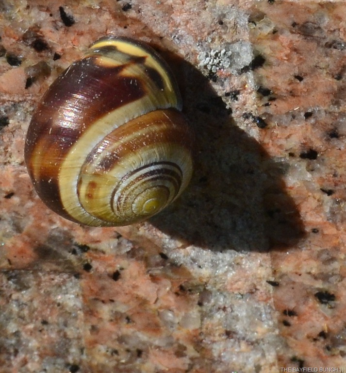 [DSC_0005%255B13%255D.jpg]