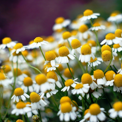 Hd-146151-ascw146151