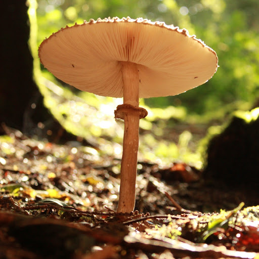 Hd-169999-ascw169999