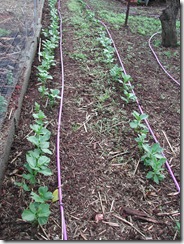 'Aquadulce' broad beans being grown for seed