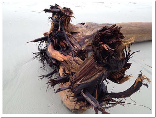 Hilton Head driftwood