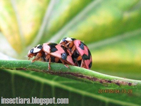 kumbang koksi Cheilomenes sexmaculata 
