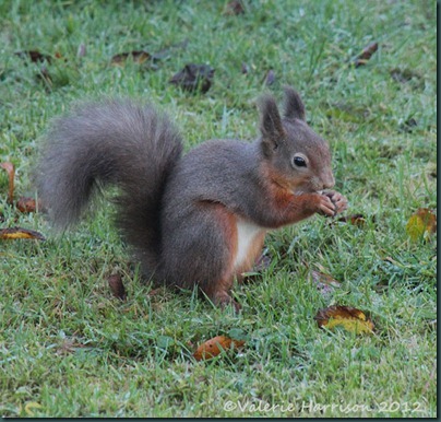 red-squirrel (3)
