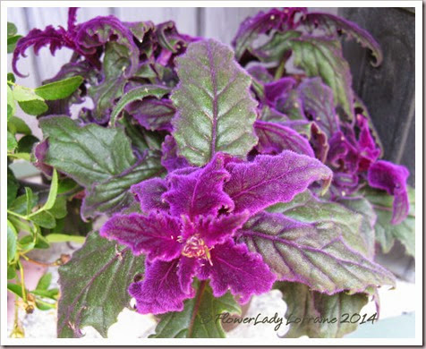 04-23-purple-foliage