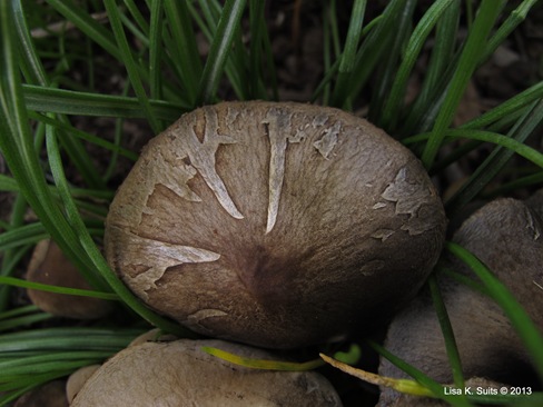 Panaeolus papilionaceus cap