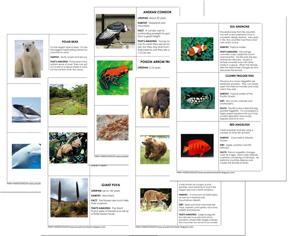 FREE Animal and Plant Continent Fact Cards