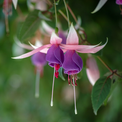 Hd-141112-ascw141112