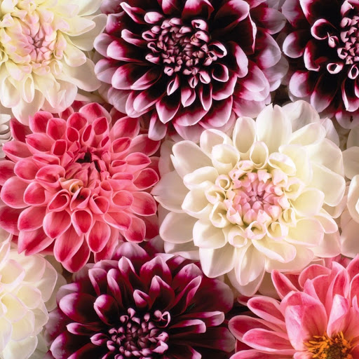 Hd-151472-ascw151472