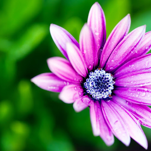 Hd-168229-ascw168229