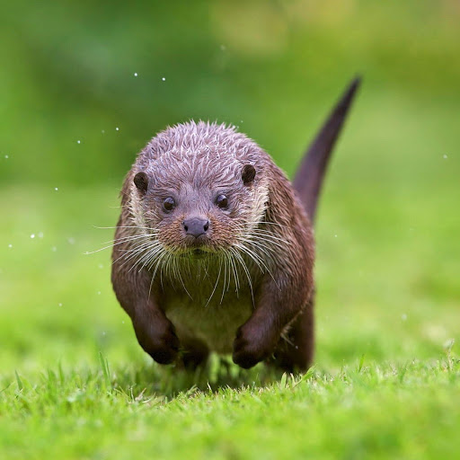 Hd-180069-ascw180069