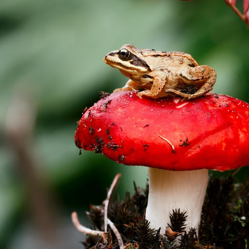 Hd-131421-ascw131421