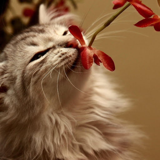 Hd-170860-ascw170860