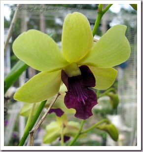 03-28-orchids3