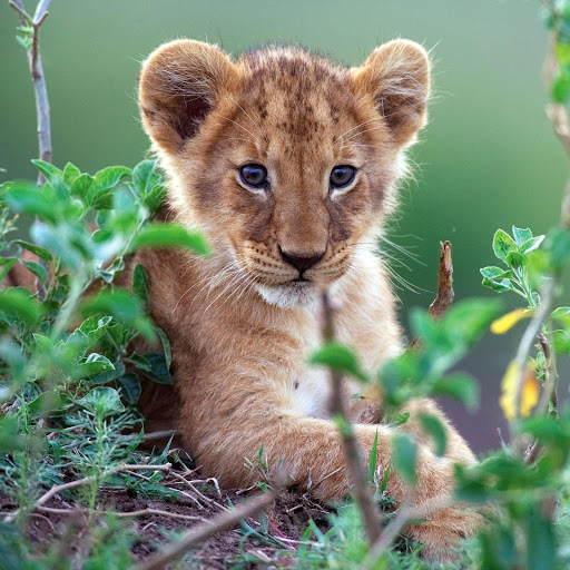 Hd-155814-ascw155814