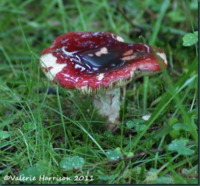 3-red-toadstool