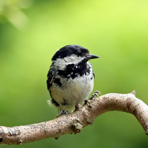 Hd-181254-ascw181254