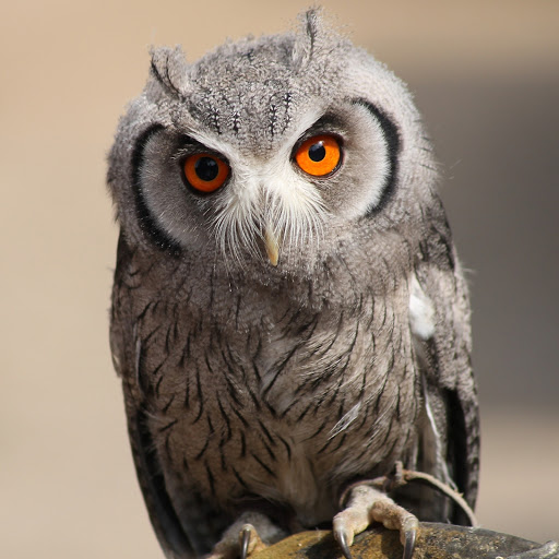 Hd-180592-ascw180592