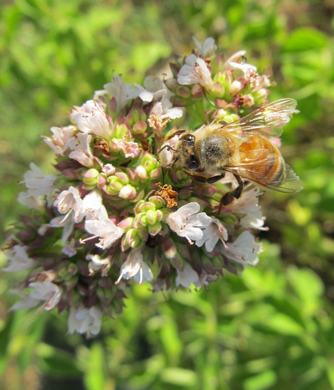 [honeybee-on-oregano0603-129.jpg]