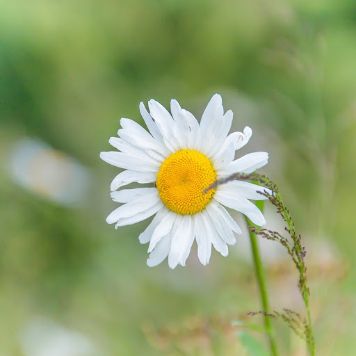 Hd-170950-ascw170950