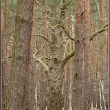 die Bäume sind hier lebendig ;)