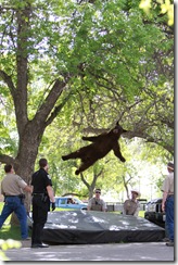 bear-tranquilized