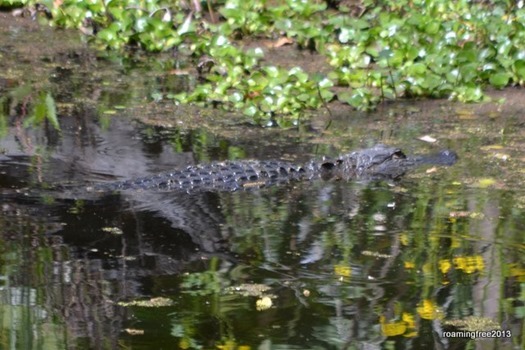 Gator in the canal