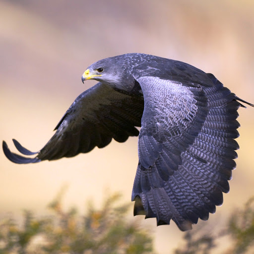 Hd-146144-ascw146144