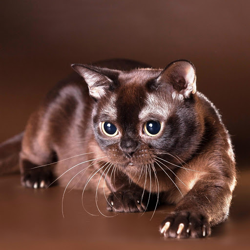 Hd-147415-ascw147415