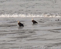 Eagles on Beach