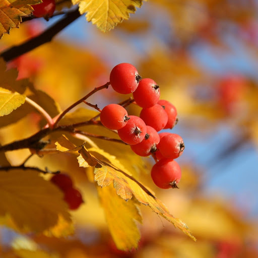 Hd-171186-ascw171186