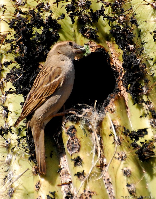 [DSC_8667%255B3%255D.jpg]