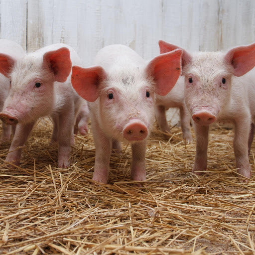 Hd-164478-ascw164478