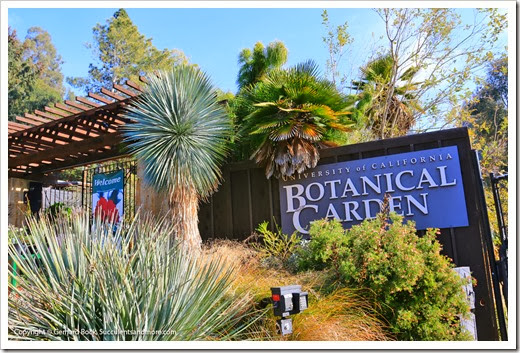 Jardin botanique de l'uc californie pépinière de plantes indigènes