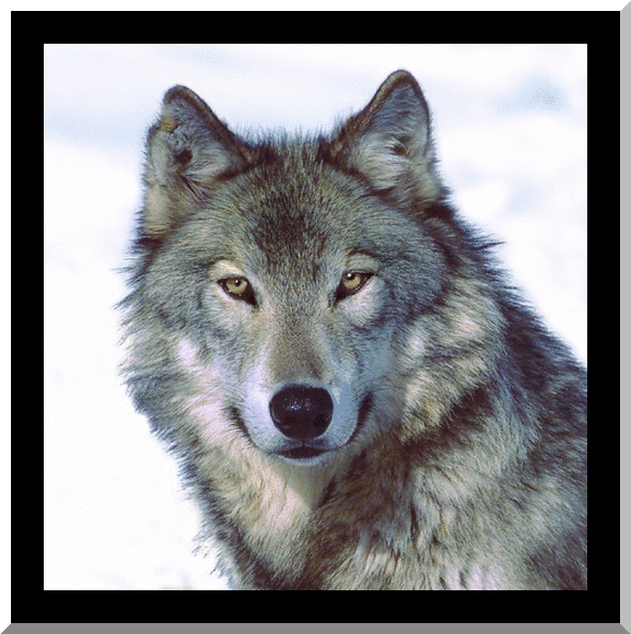 [Wolf-Animated-wolves-6904159-577-580%255B21%255D.gif]