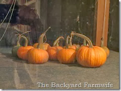 Maple Pumpkin Butter - The Backyard Farmwife