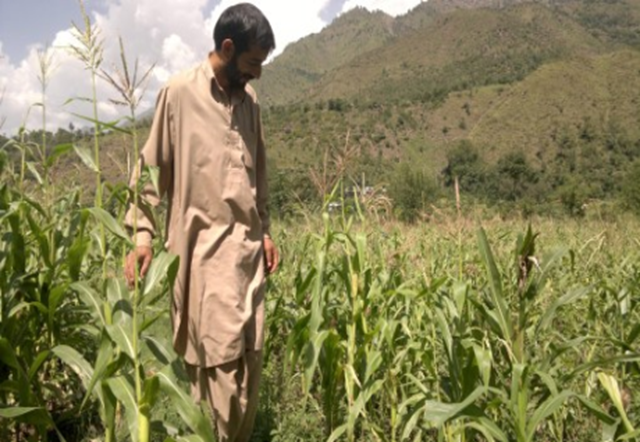 Muhammad Saddique looks at his drought-stunted maize crop in Chakohti, in Pakistani-administered Kashmir, after the summer 2012 rains failed. ALERTNET/Roshan Din Shad
