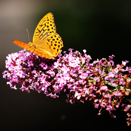 Hd-188695-ascw188695