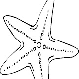estrella-de-mar-para-pintar.jpg