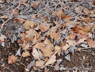 E-P1090392 E-P1090392