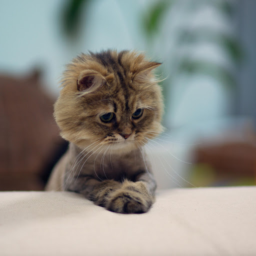 Hd-170879-ascw170879