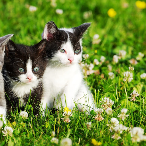 Hd-148708-ascw148708