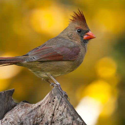 Hd-145221-ascw145221