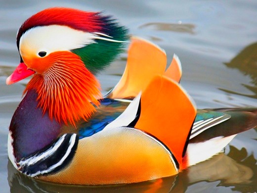 [66079657_u_m_5%255B3%255D.jpg]