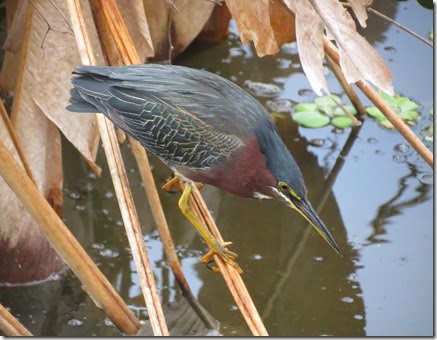 ft_desoto_celery_fields_green_heron