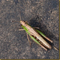 Grasshopper, Stenobothrus lineatus