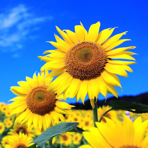 Hd-148380-ascw148380