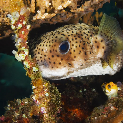 Hd-148048-ascw148048